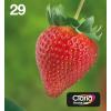 Epson Multipack 29 EasyMail - 4er-Pack - Schwarz, Gelb, Cyan, Magenta - original - Blisterverpackung - Tintenpatrone - für Expression Home XP-245, 247, 255, 257, 332, 342, 345, 352, 355, 435, 442, 445, 452, 455